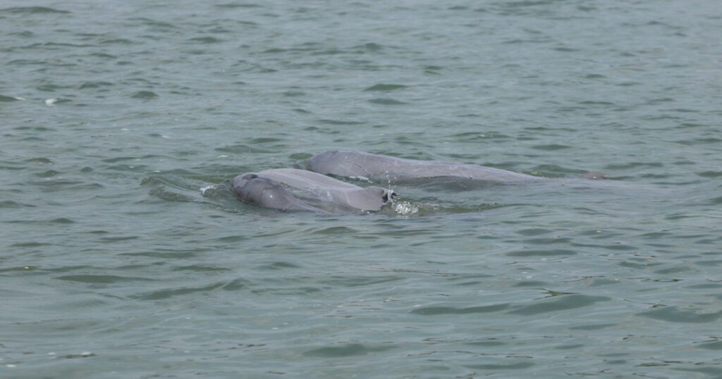 Dolphin