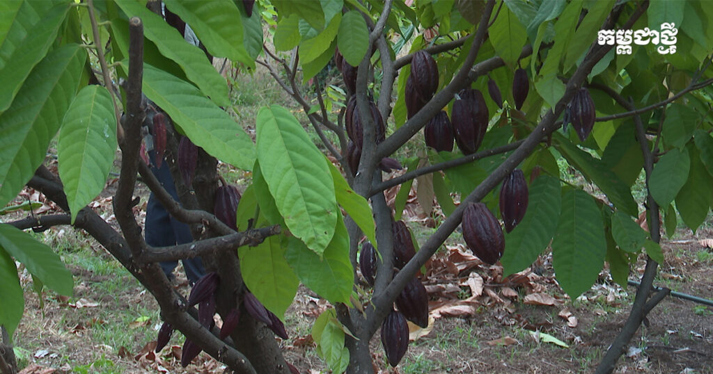 Cacao in Ratanakiri Province