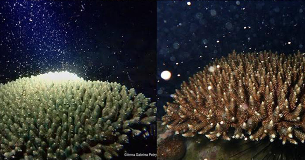 Coral Reefs