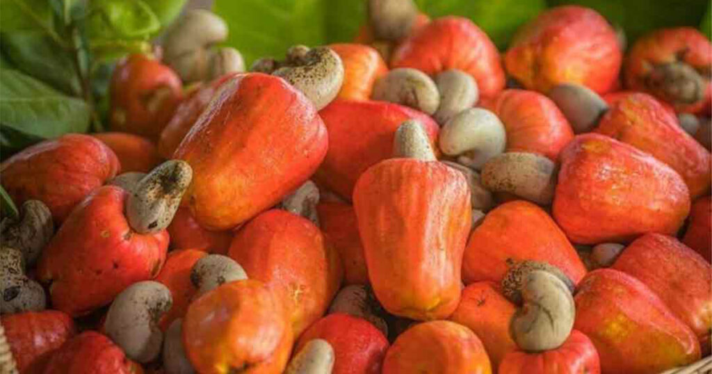 Cashew Nut